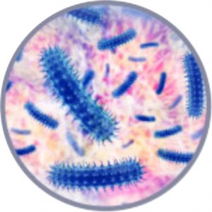 Viren/Bakterien
